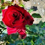 Casa Las Rosas